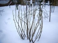 Чем заняться в&nbsp;саду и&nbsp;на&nbsp;огороде в&nbsp;декабре: благоприятные и&nbsp;неблагоприятные для работ дни