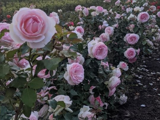 роза сорта «Пьер де Ронсар» 