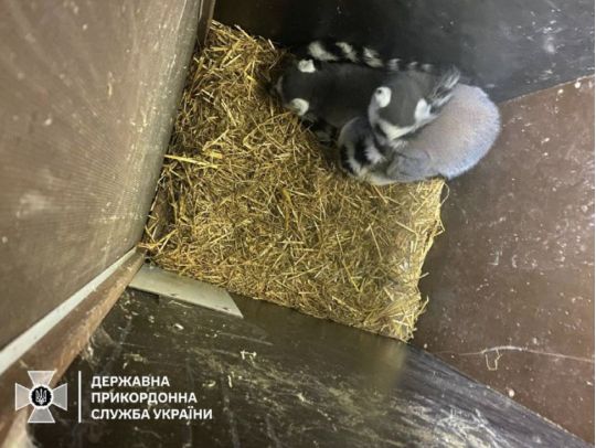 Екзотичні тварини на кордоні з Польщею, фото ДПС