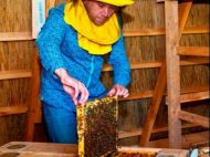 Звукові частоти від дзижчання бджіл оздоровлюють: апітерапевт Ольшанський про &laquo;Лікувальне ліжко в&nbsp;піраміді&raquo;
