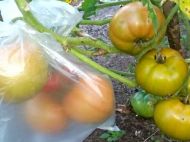 Секрети досвідчених городників: навіщо надягають целофанові пакети на&nbsp;зелені помідори на&nbsp;грядках