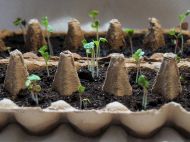 Школа городника: чому не&nbsp;варто використовувати для розсади стаканчики з-під сметани та&nbsp;йогуртів