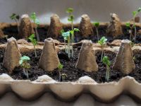 Рассаду нежелательно выращивать в таре из-под сметаны из-за молочнокислых бактерий. Фото Pixaby