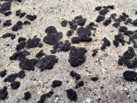 Плями мазуту допливли до берегів Одещини. Фото зі сторінки Івана Русєва