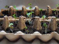 Перець солодкий, баклажани і&nbsp;не&nbsp;тільки: аграрій з&nbsp;Київщини розповів, які рослини можна досіяти в&nbsp;березні