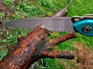 Весна на&nbsp;дачі: п'ять рослин, які потрібно обрізати у&nbsp;квітні