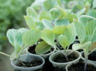 Три важливі підживлення для розсади капусти: коли вносити добрива