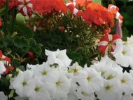 Городниця з&nbsp;Одеси підказала засіб, від якого петунії квітнуть &laquo;як&nbsp;скажені&raquo;, а&nbsp;аграрій з&nbsp;Київщини показав, як&nbsp;пересаджує бегонії