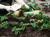 У&nbsp;квітні полийте цим розчином полуницю: скоро ви&nbsp;зберете щедрий урожай