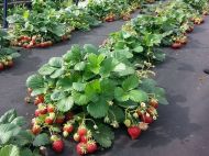Урожай точно удивит: готовим натуральное удобрение для клубники