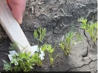 Морковь, скриншот видео