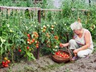 Садіть ці&nbsp;рослини близько до&nbsp;помідорів: вони відлякують шкідників і&nbsp;стимулюють рясне плодоношення