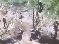 Під Волновахою окупанти розстріляли полонених бійців ЗСУ