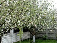 Фруктовый сад, фото из открытых источников