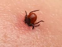 Как избавиться от клещей на дачном участке