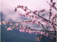 Предпоследние выходные весны, фото из открытых источников