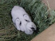 Катруся на&nbsp;раз ковтає маленьких курчат: дивовижна історія порятунку пташеняти, яке батько викинув з&nbsp;гнізда