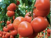 Помидоры растут крепкими и сочными после подкормки, фото из открытых источников