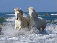 Восточный гороскоп на июнь. Фото из открытых источников