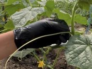 Обов'язково зробіть це&nbsp;з&nbsp;огірками на&nbsp;початку червня: поради досвідченої городниці