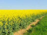 Заборона на&nbsp;експорт ріпаку й&nbsp;сої зашкодить виробникам та&nbsp;економіці,&nbsp;&mdash; експерти