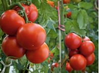 Томати, фото https://agrolife.ua/