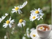 Ромашки, фото из открытых источников