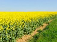 Рост пошлин на&nbsp;сою и&nbsp;рапс подорвет доверие к&nbsp;украинскому экспорту в&nbsp;мире,&nbsp;&mdash; эксперты