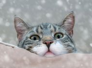 Обязан знать каждый владелец кота: названы 6 основных правил кошачьего этикета