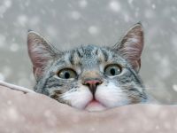 Коти мають свої звички і правила етикету