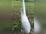 Смогут использовать до&nbsp;800 &laquo;Шахедов&raquo;: рф&nbsp;в&nbsp;разы увеличивает производство дронов