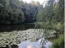 Голосеевский парк, фото соцсети