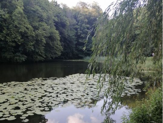 Голосіївський парк, фото соцмережі