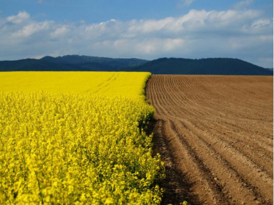 Земля сільськогосподарського призначення. Фото https://voladm.gov.ua/