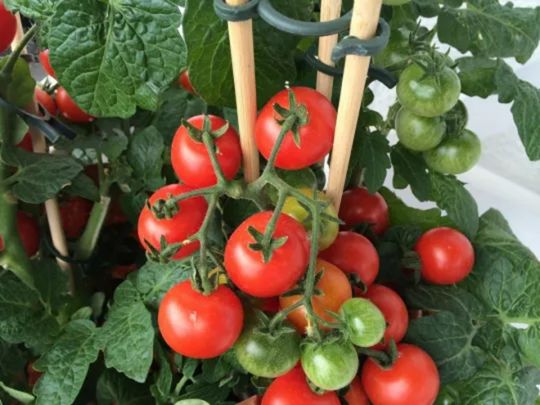 Как подкормить томаты в июле для вкусного и обильного урожая