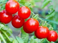 Эффективная подкормка для томатов и огурцов