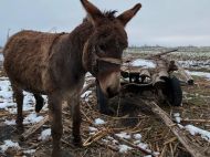 Росіяни ще&nbsp;не&nbsp;воюють на&nbsp;гіроскутерах, але вже використовують віслюків