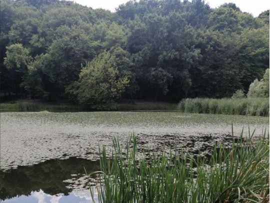 Голосіївський парк, фото соцмережі