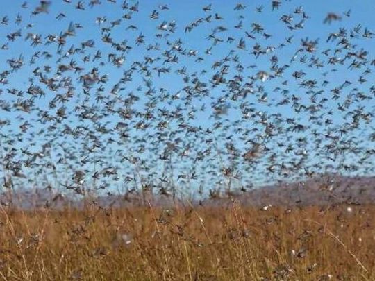 Хмари сарани атакують Південь України: під загрозою врожай, екосистема і безпека мешканців