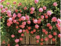 Розы цветут на солнце, фото из открытых источников