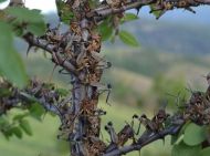 Нашестя сарани на&nbsp;Україну: як&nbsp;врятувати майбутній урожай