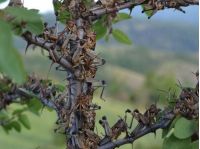 Саранча вредит городам и садам, фото https://agro-market.net/ru