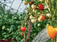 Фітофтороз атакує: як&nbsp;врятувати томати в&nbsp;липні від грибкової загрози