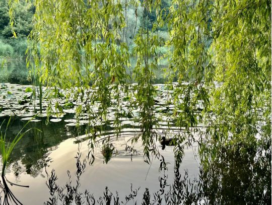 Голосіївський парк, фото https://www.facebook.com/tala.didenko/