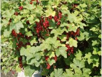 Кусты смородины после подкормки нужно полить, фото из открытых источников