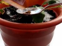 Корица в цветочном горшке