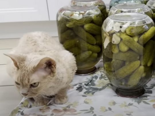 Консервированные огурцы от Лизы Глинской. Фото - скриншот