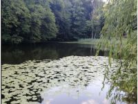 Літо, Голосіївський парк, фото соцмережі