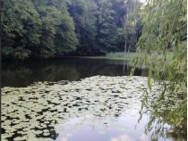 Лето, Голосеевский парк, фото соцсети
