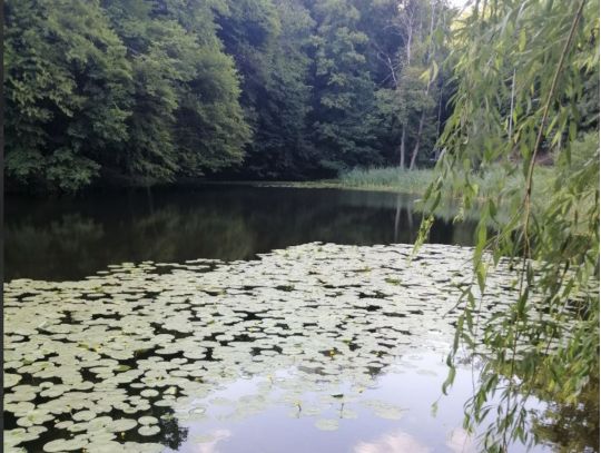 Літо, Голосіївський парк, фото соцмережі